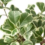 Ficus Elastica 'Triangularis' Variegated