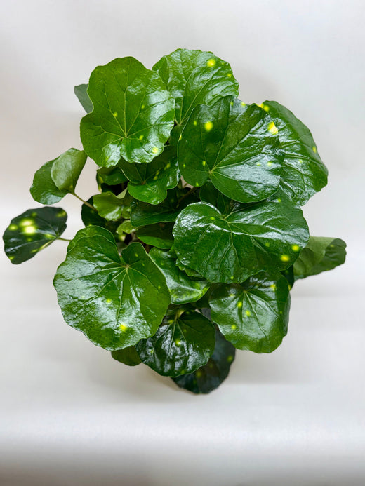Farfugium Firefly