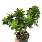 Gardenia 'Bush'