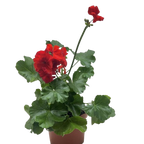 Geranium Red