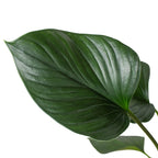Homalomena 'Emerald Gem'
