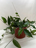 Black Margin Hoya — Trailing Wax Plant live plant