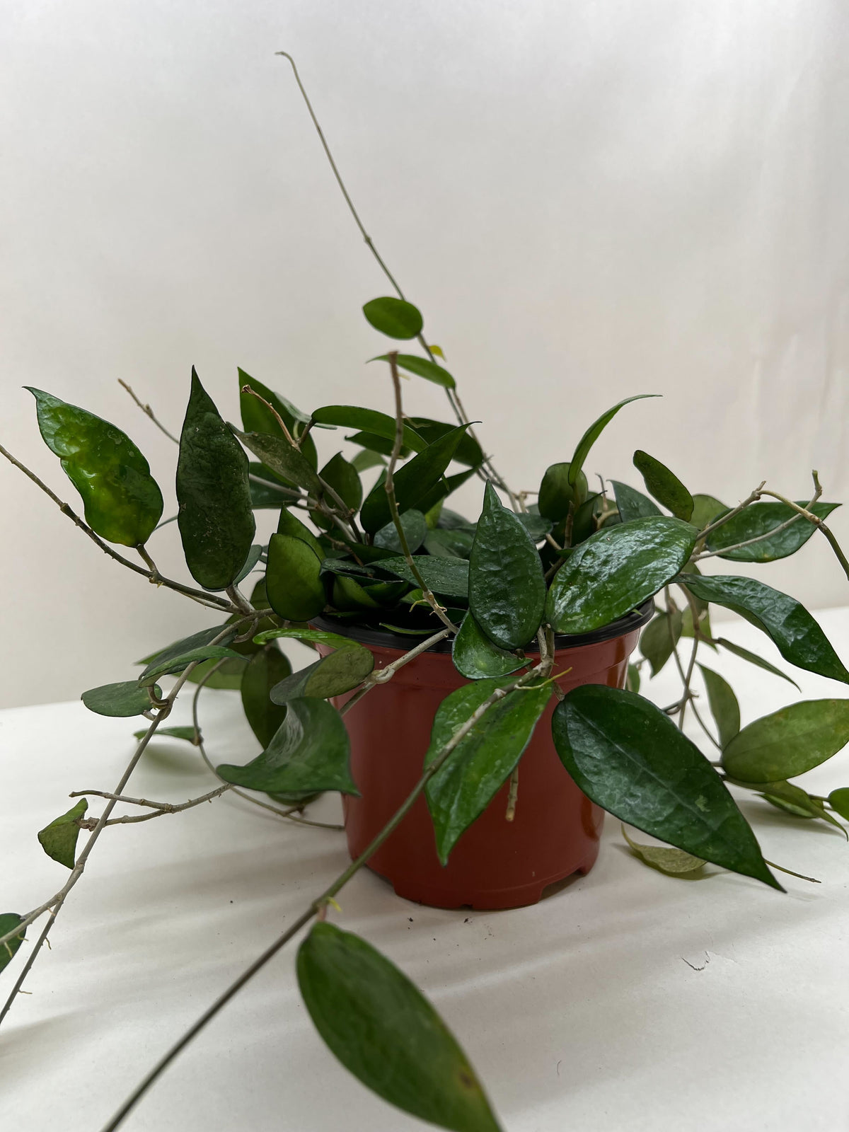 Black Margin Hoya — Trailing Wax Plant live plant