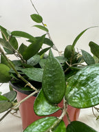 Black Margin Hoya — Trailing Wax Plant live plant