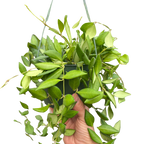 Hoya 'Burtoniae'