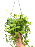 Hoya 'Burtoniae'