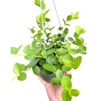 Hoya Cumingiana
