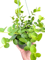 Hoya Cumingiana