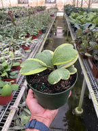 Variegated Sweetheart Hoya — Heart-Leaf Plant live plant