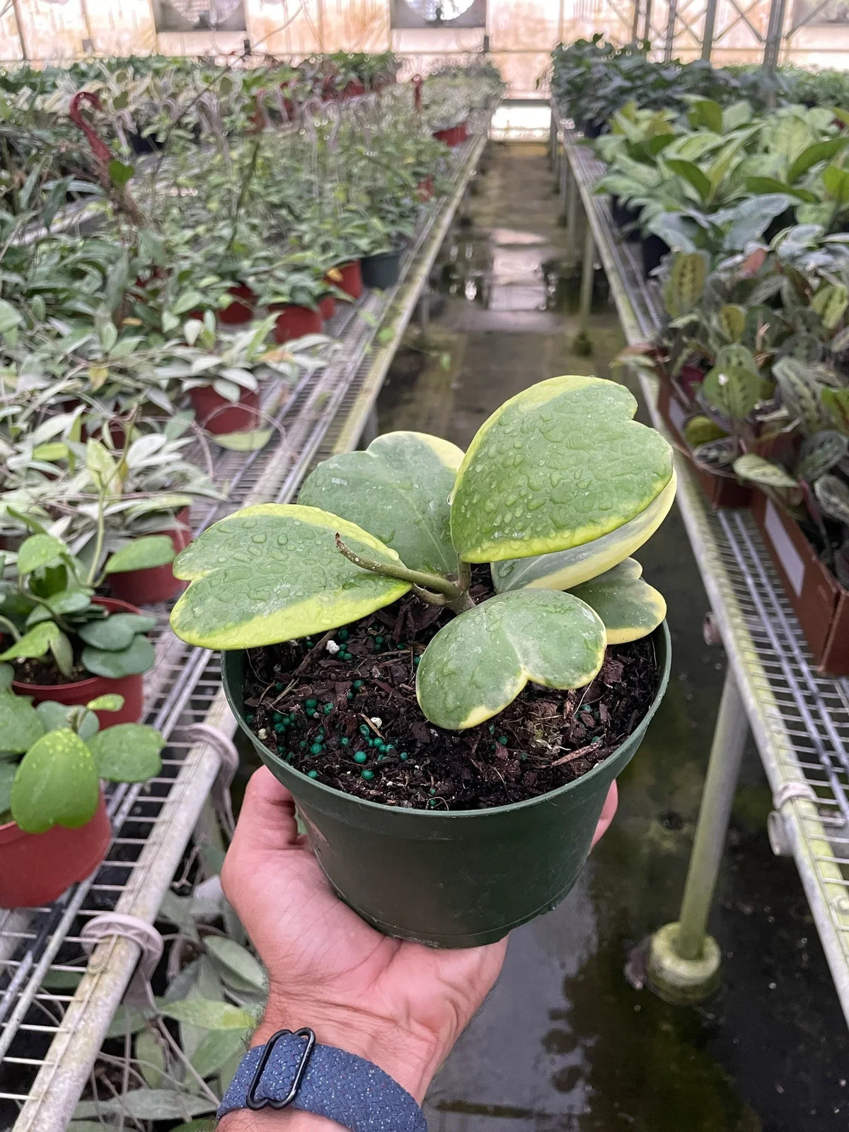 Variegated Sweetheart Hoya — Heart-Leaf Plant live plant