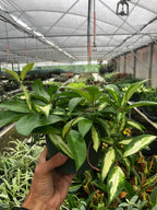 Hoya Krimson Princess — Variegated Wax Plant live plant