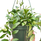 Hoya 'Lacunosa'