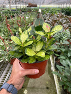 Hoya Australis Lisa — Colorful Variegated Wax Plant live plant