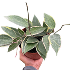 Hoya Macrophylla Variegated