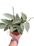 Hoya Macrophylla Variegated