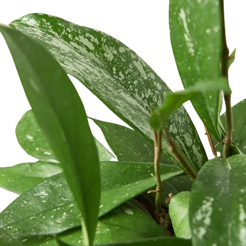 Hoya Pubicalyx — Speckled Wax Plant live plant