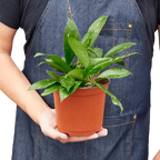 Hoya Pubicalyx — Speckled Wax Plant live plant