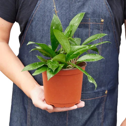Hoya Pubicalyx — Speckled Wax Plant live plant