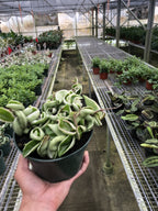 Variegated Hindu Rope Hoya — Curled Wax Plant live plant