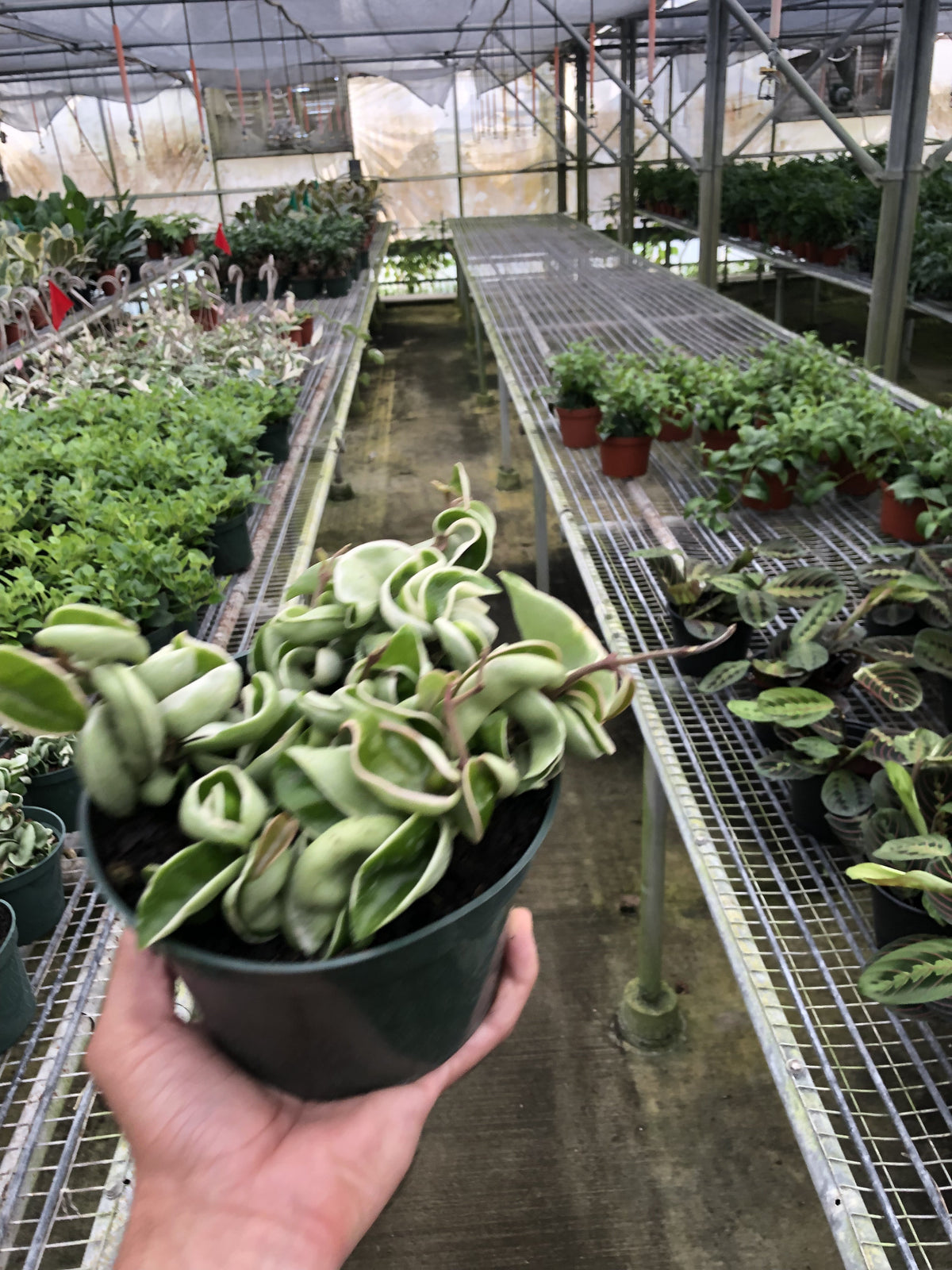Variegated Hindu Rope Hoya — Curled Wax Plant live plant