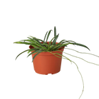 Hoya 'String Bean'
