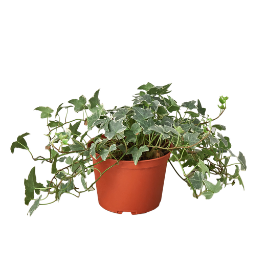 English Ivy 'Glacier' — 6-Inch Pot
