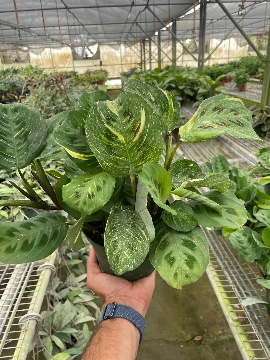 Beauty Kim Prayer Plant — Variegated Maranta live plant