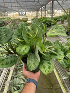 Beauty Kim Prayer Plant — Variegated Maranta live plant