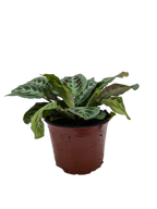 Maranta Black