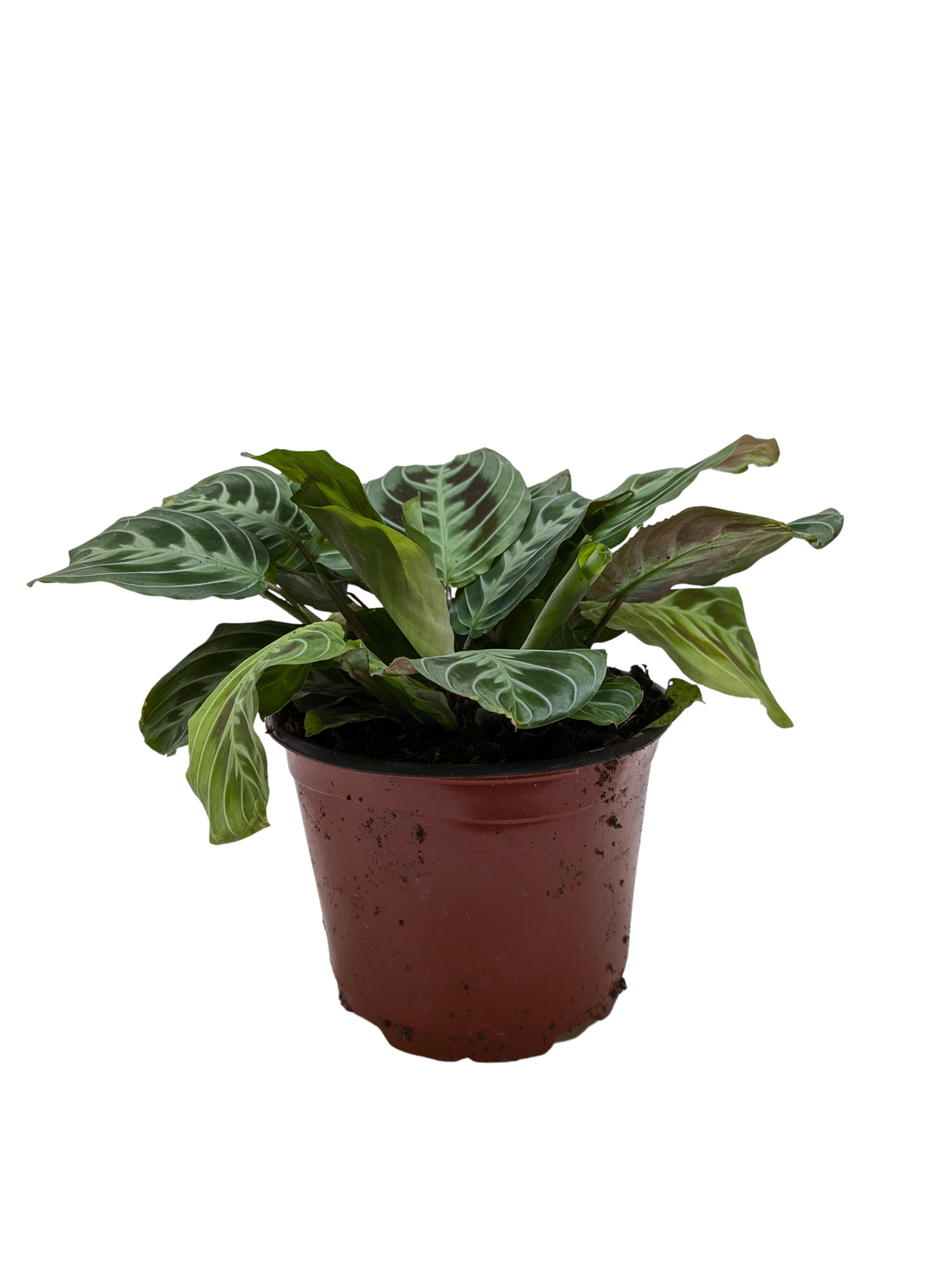 Maranta Black