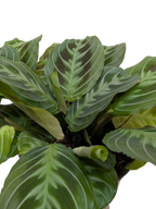 Maranta Black