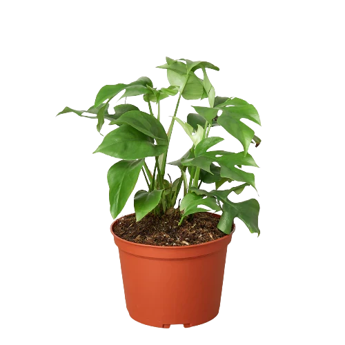 Mini Monstera — Rhaphidophora Tetrasperma live plant