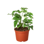 Mini Monstera — Rhaphidophora Tetrasperma live plant