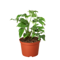 Philodendron Mini Monstera Minima — 6-Inch Pot