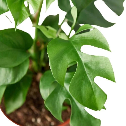 Mini Monstera — Rhaphidophora Tetrasperma live plant