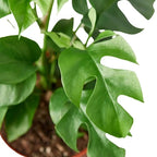 Mini Monstera — Rhaphidophora Tetrasperma live plant