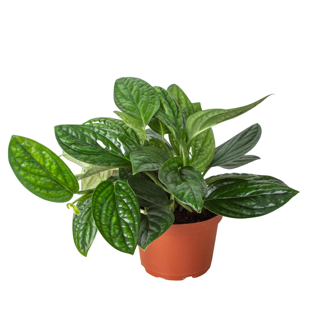 Monstera Peru — Textured Climbing Houseplant live plant
