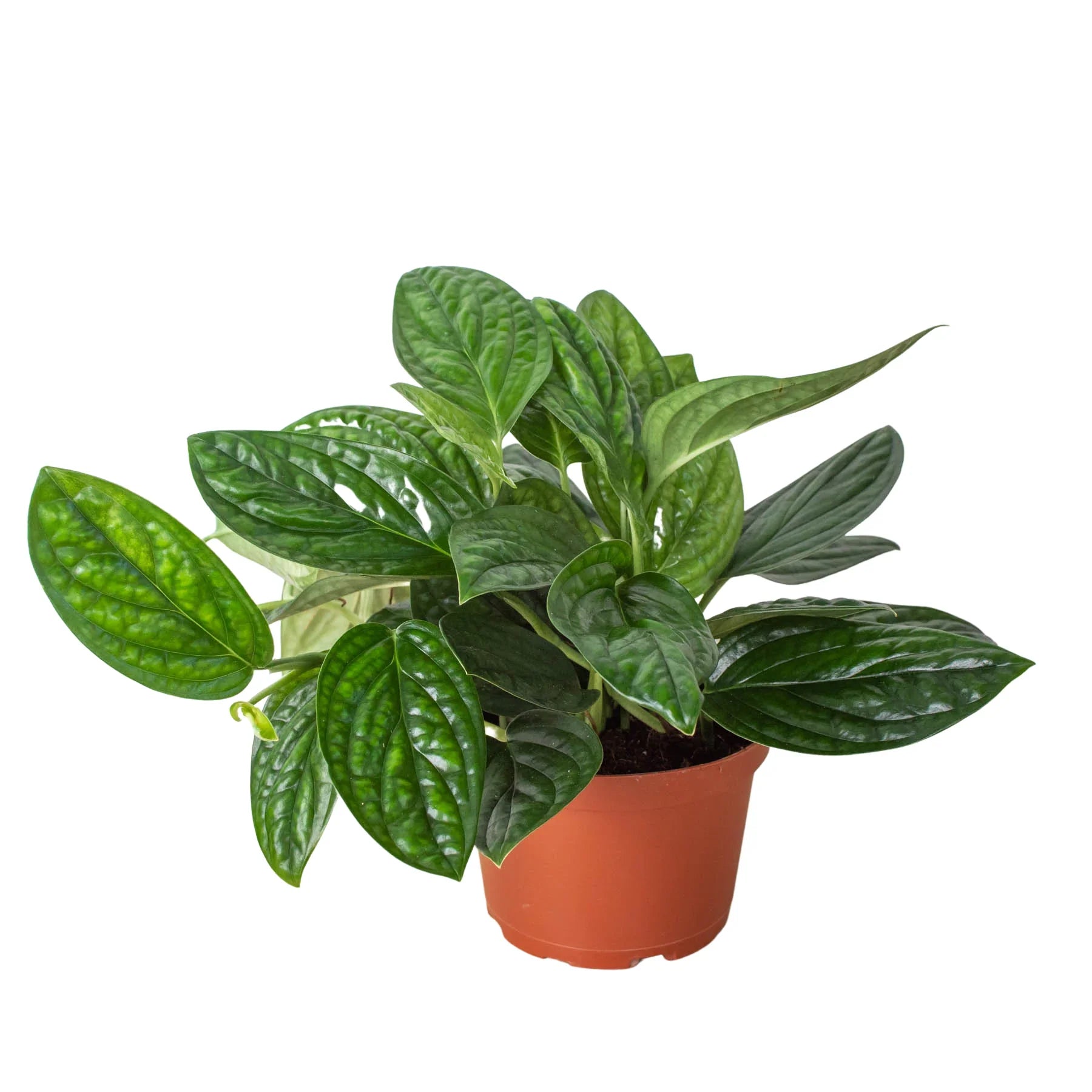 Monstera Peru — Textured Climbing Houseplant live plant