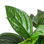 Monstera Peru — Textured Climbing Houseplant live plant