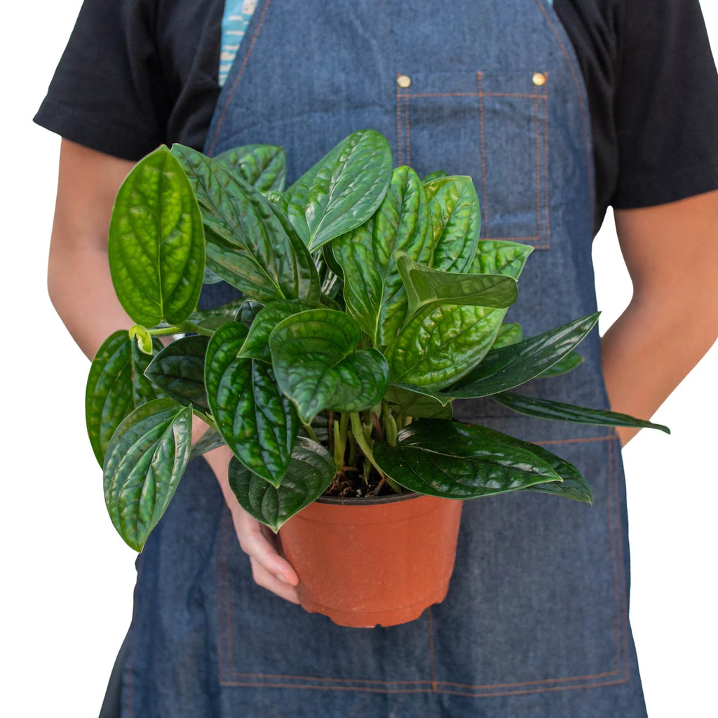 Monstera Peru — Textured Climbing Houseplant live plant