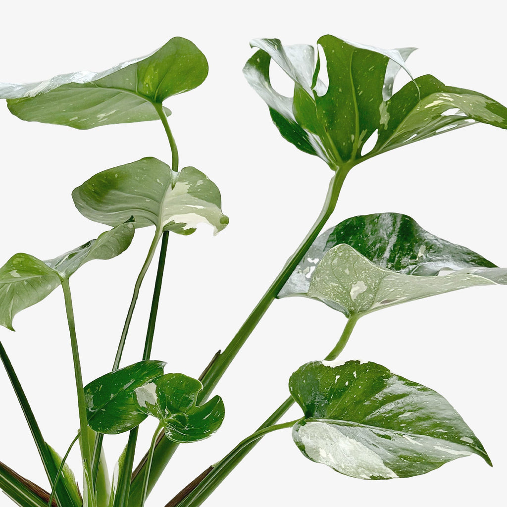 Thai Constellation Monstera — Variegated Houseplant live plant
