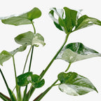 Thai Constellation Monstera — Variegated Houseplant live plant