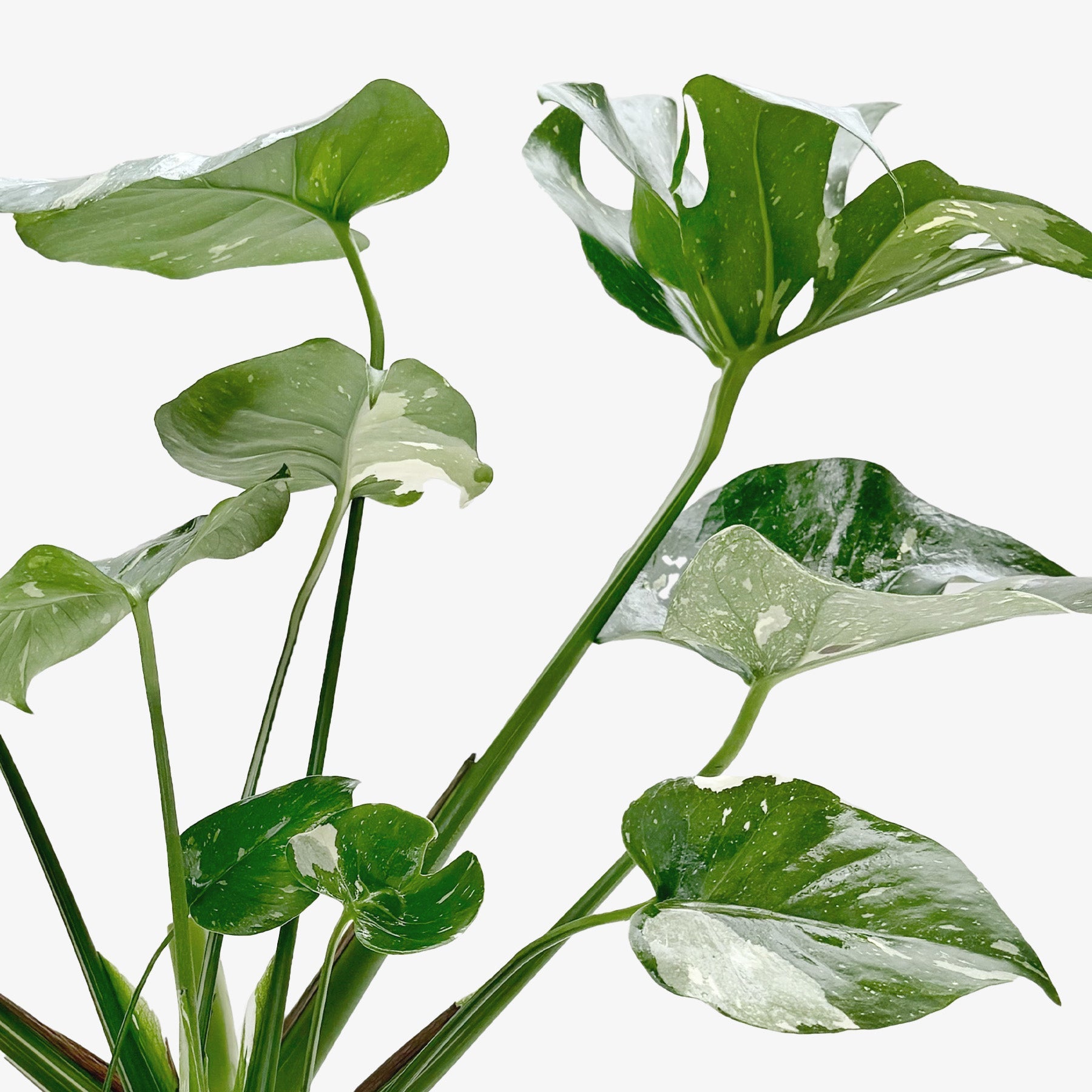 Thai Constellation Monstera — Variegated Houseplant live plant