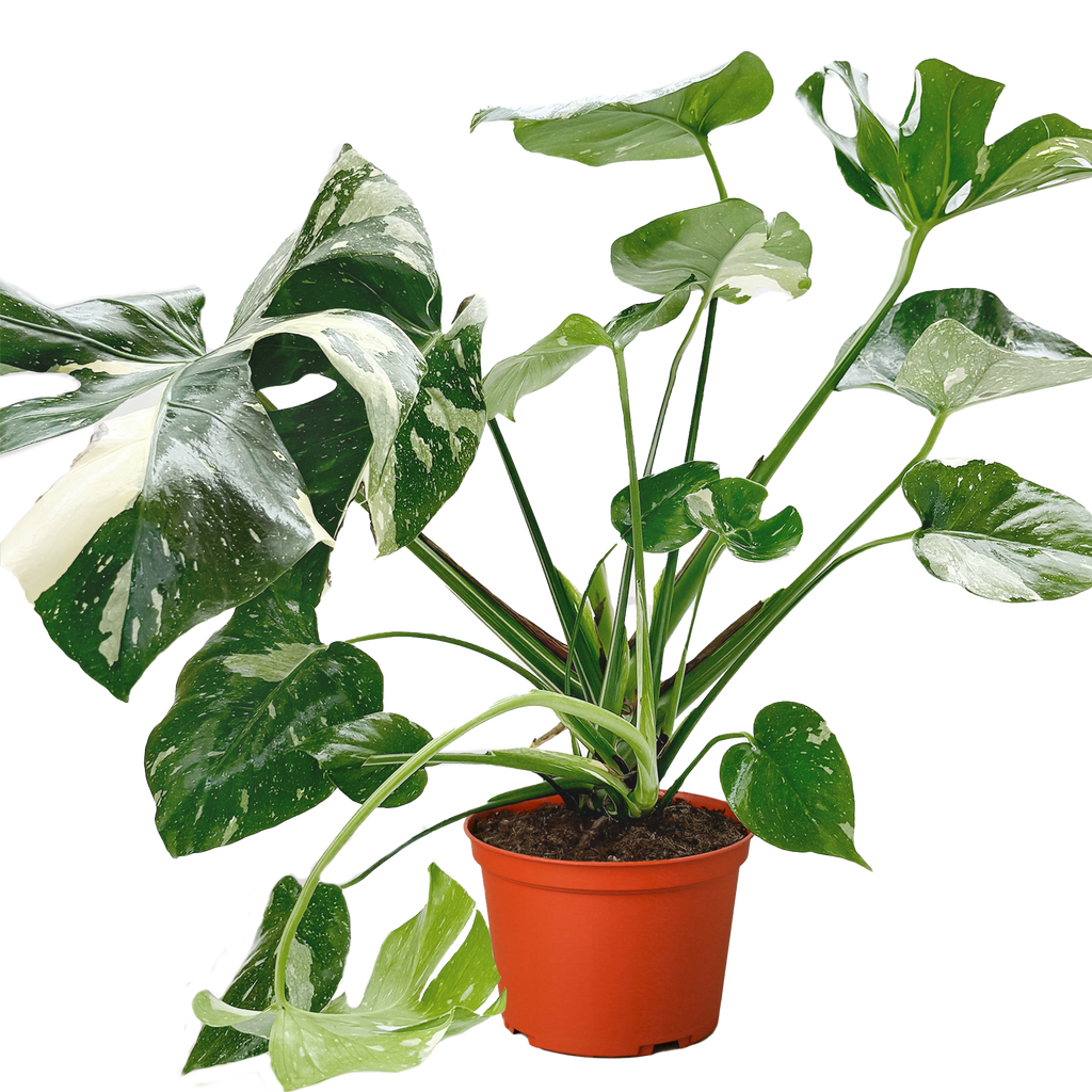 Thai Constellation Monstera — Variegated Houseplant live plant