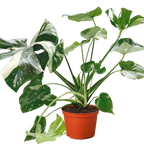 Thai Constellation Monstera — Variegated Houseplant live plant