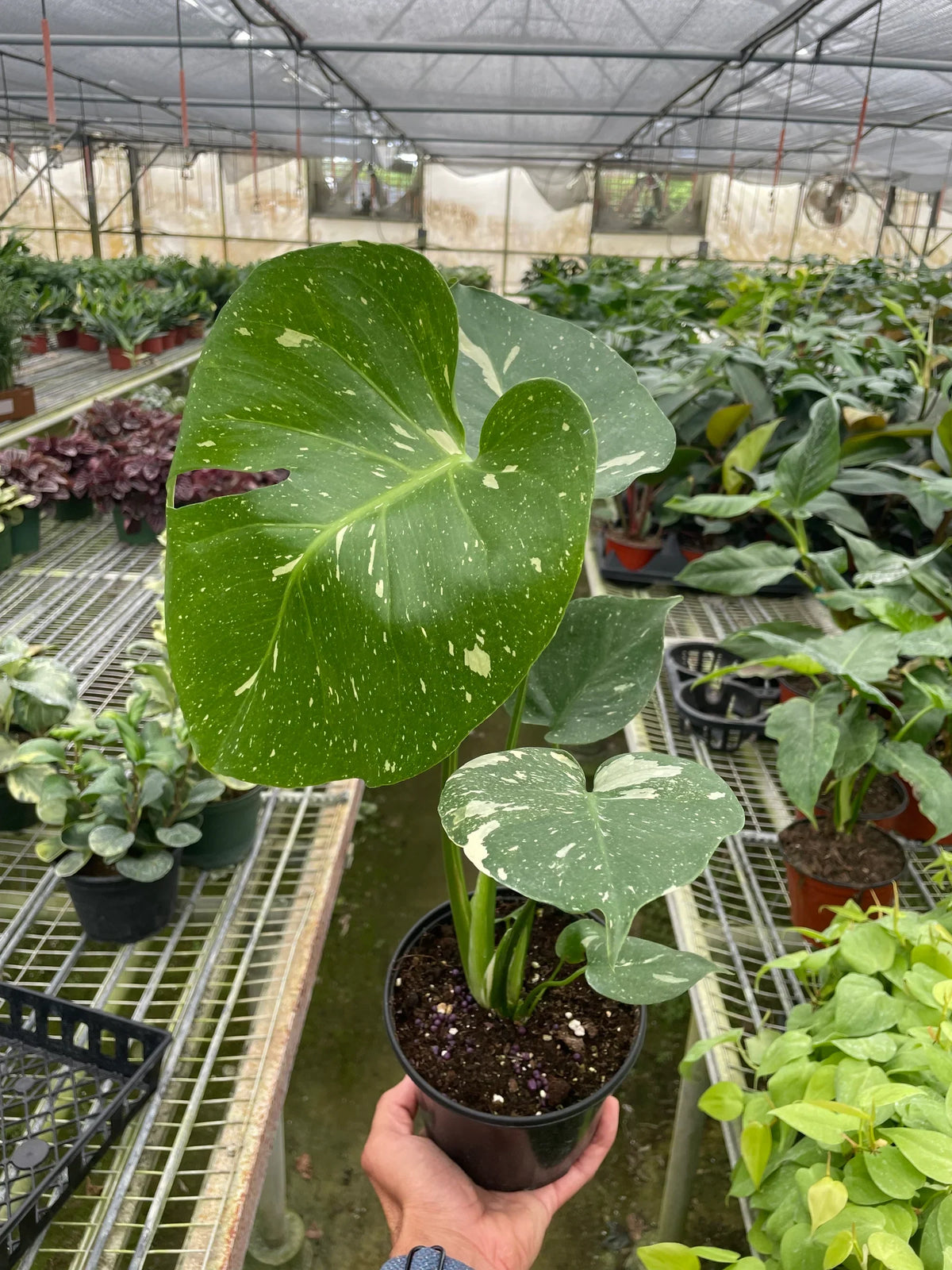 Thai Constellation Monstera — Variegated Houseplant live plant