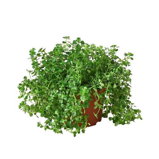 Nettle 'Baby's Tear' — 6-Inch Pot