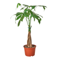 Money Tree 'Guiana Chestnut' Pachira Braid — 6-Inch Pot