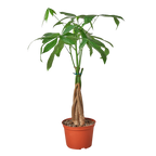 Money Tree 'Guiana Chestnut' Pachira Braid - 6" Pot - NURSERY POT ONLY