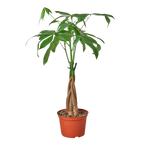 Money Tree 'Guiana Chestnut' Pachira Braid - 6" Pot - NURSERY POT ONLY